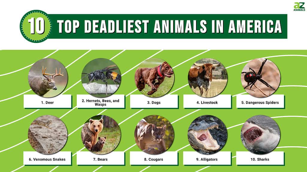 Animals That Kill the Most People in the US