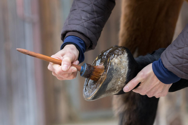 Mild Laminitis: How to Spot It and Why Acting Quickly is Important